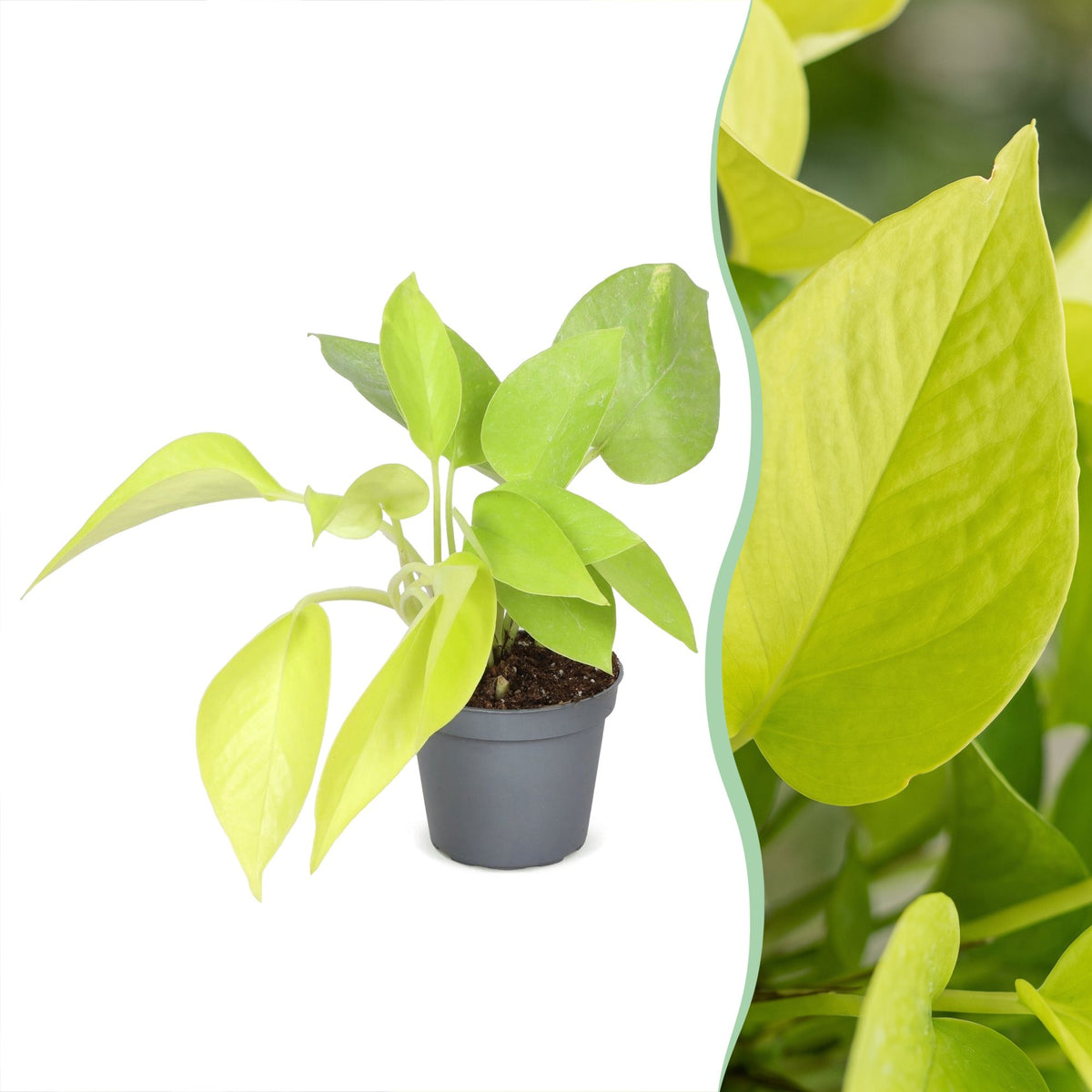 Philodendron 'Neon'