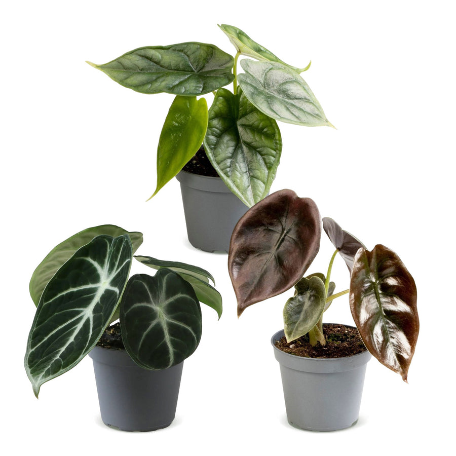 Baby Alocasia Tricolour (3 planten, pot ø6 cm)