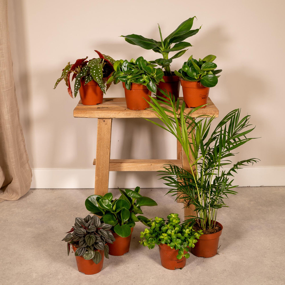 Overraskelsesboks med stueplanter