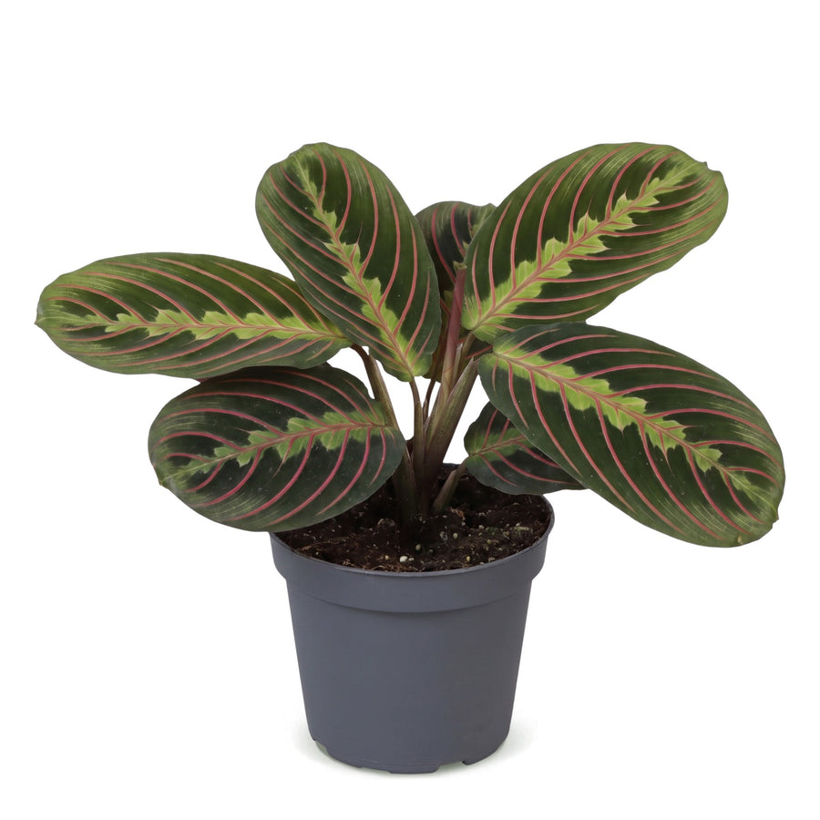 Gebedsplant (Maranta leuconeura 'Fascinator Tricolor') 12 cm hoog, pot ø6 cm