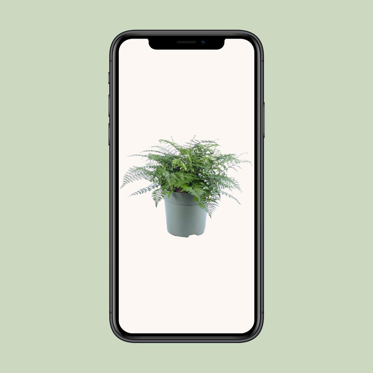 Vogelnestvaren (Asplenium 'Parvati')