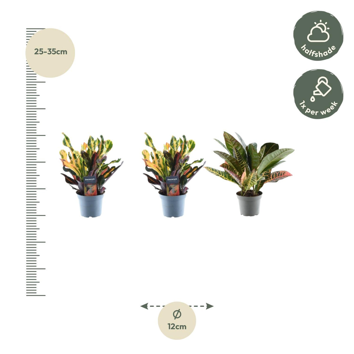 Croton-mix
