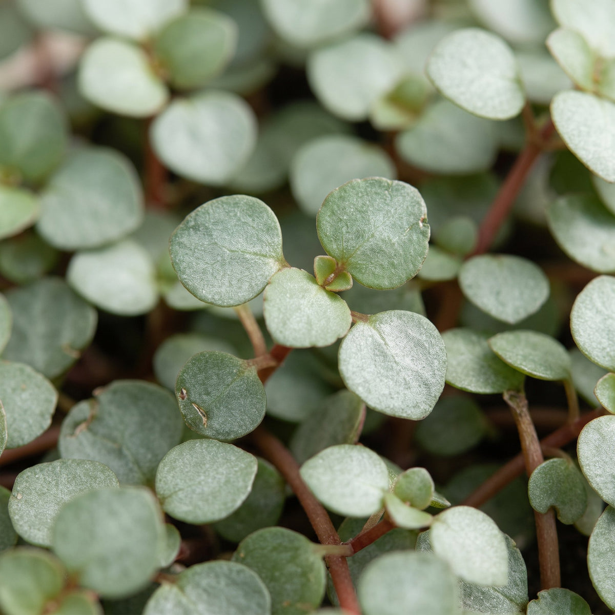 Pilea glauca 'Greyzy'