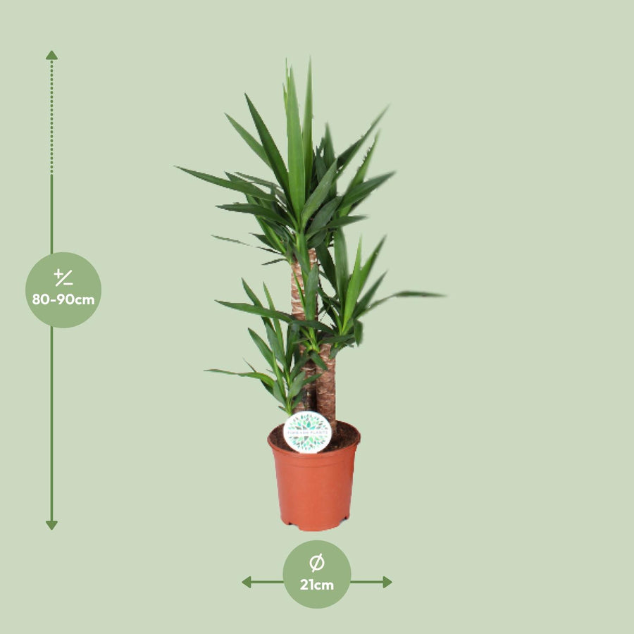 Palmlelie (Yucca) 90 cm hoog, pot ø21 cm