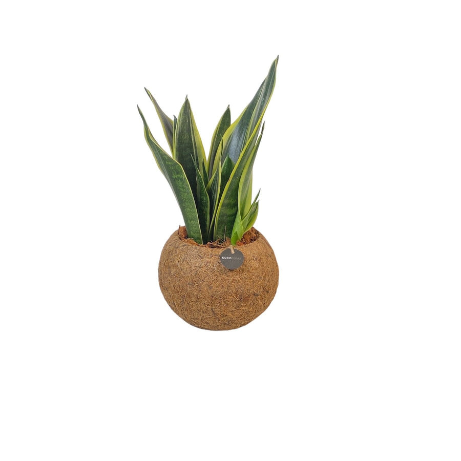 Kokodama lengua de suegra (Sansevieria 'Superba') de pie, bola ø15 cm