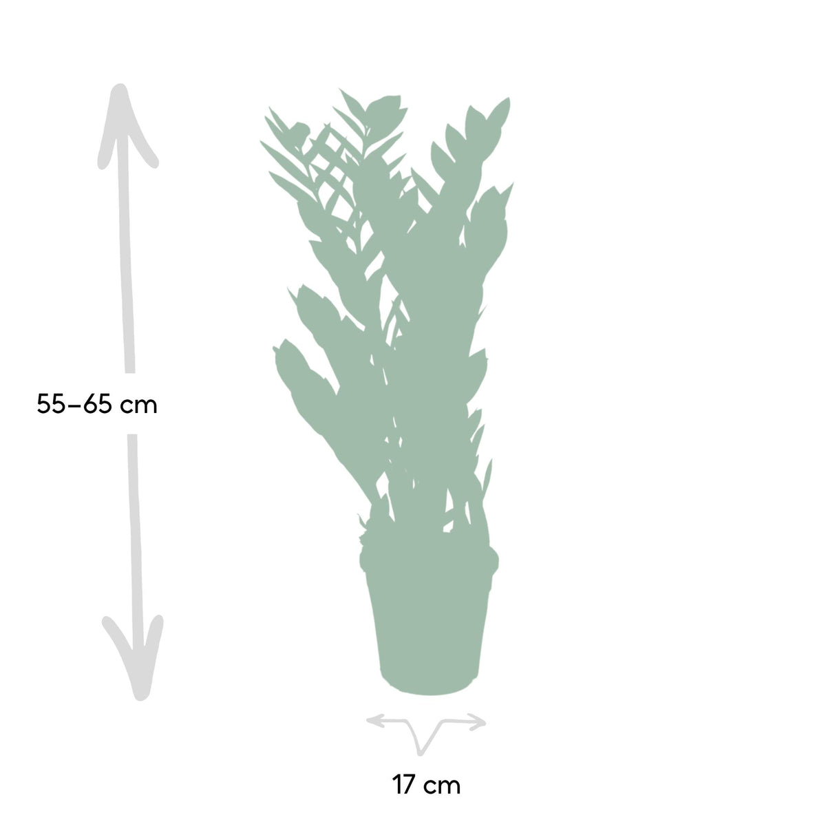 ZZ-plant (Zamioculcas zamiifolia)