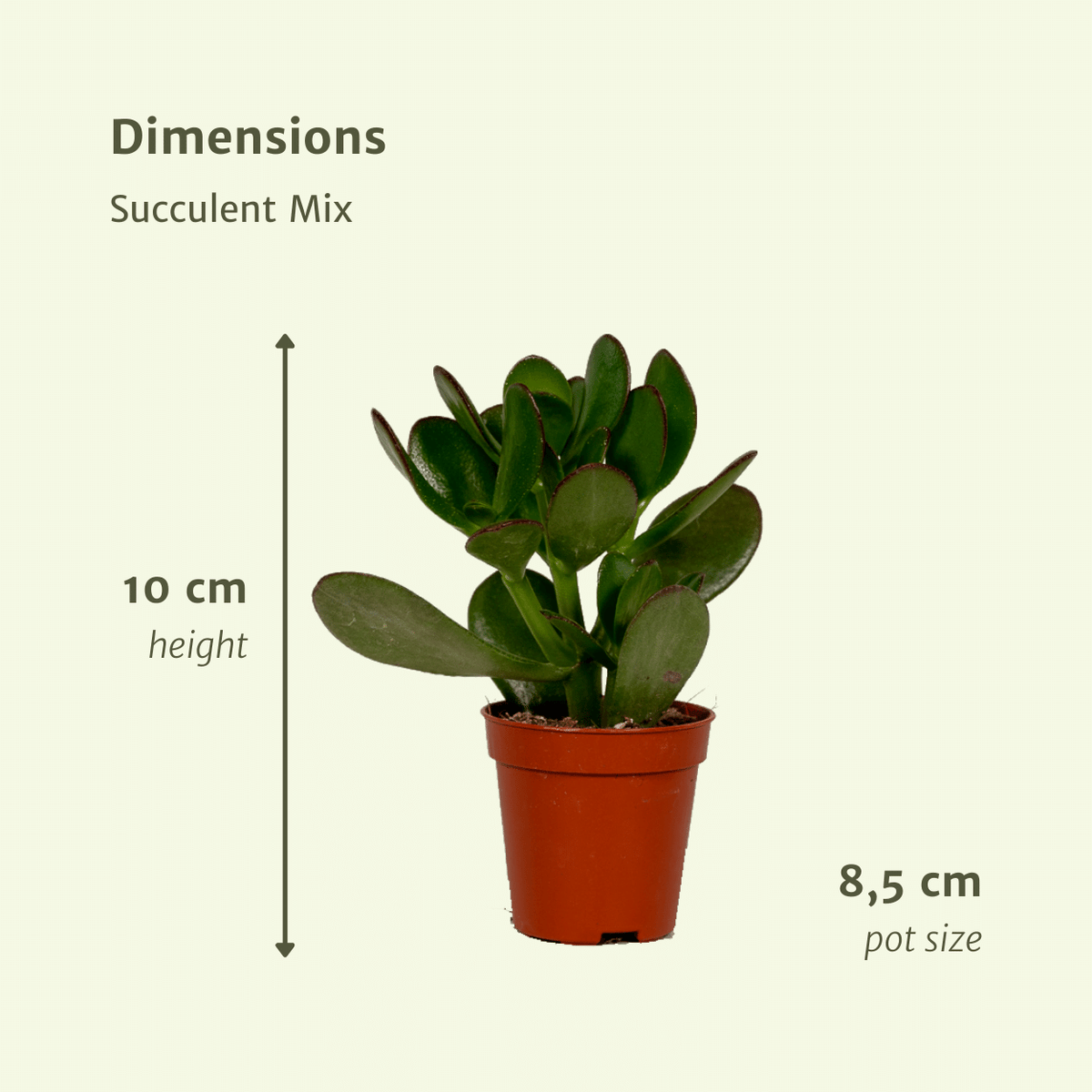 Sukkulentmix 10 cm