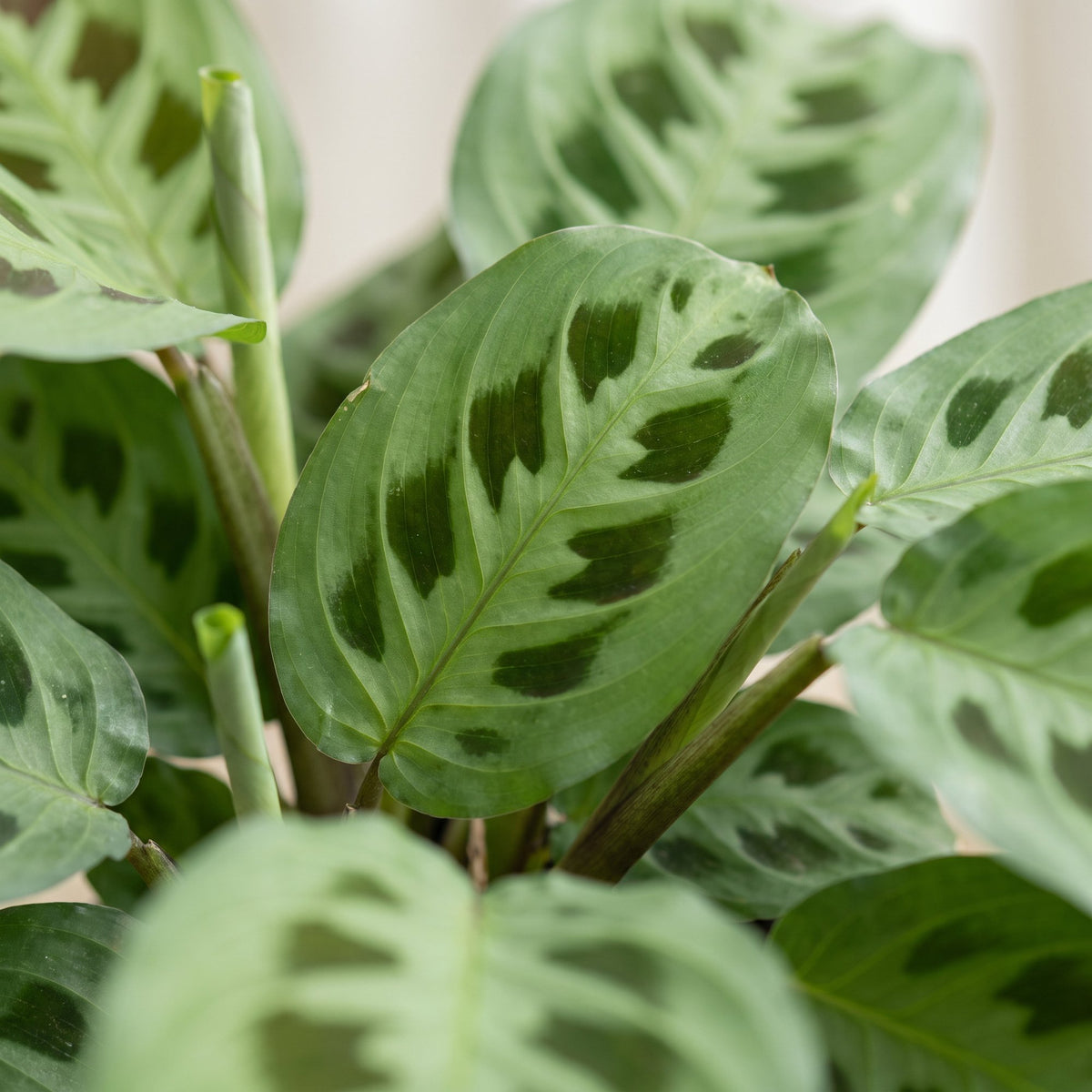 Gebedsplant (Maranta leuconeura 'Kerchoveana')