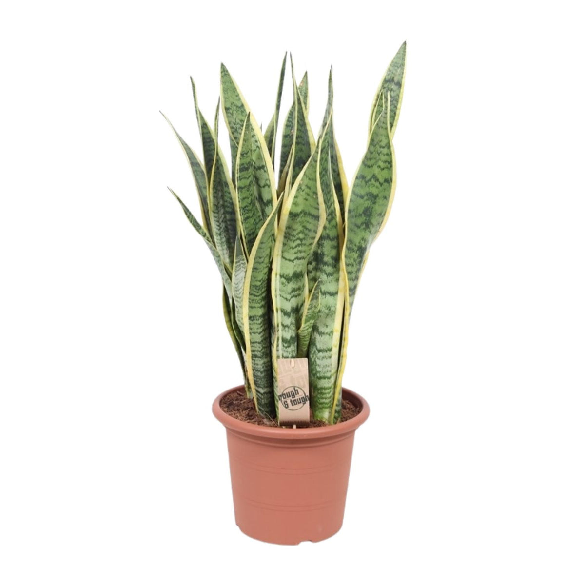 Vrouwentong (Sansevieria trifasciata 'Laurentii')