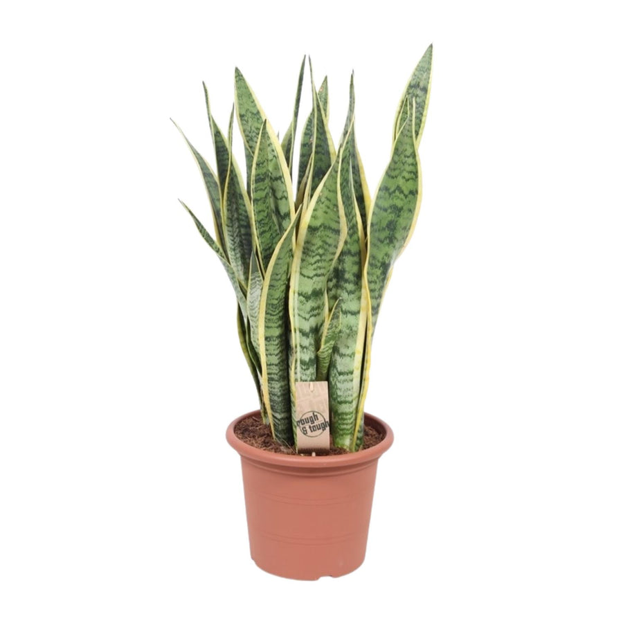 Vrouwentong (Sansevieria trifasciata 'Laurentii') 85 cm hoog, pot ø25 cm