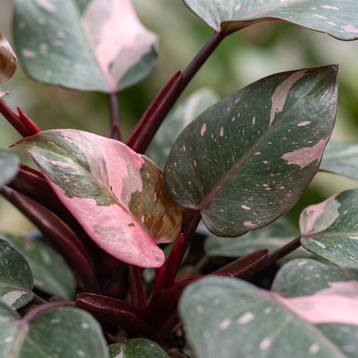 Philodendron erubescens 'Pink Princess Marble'