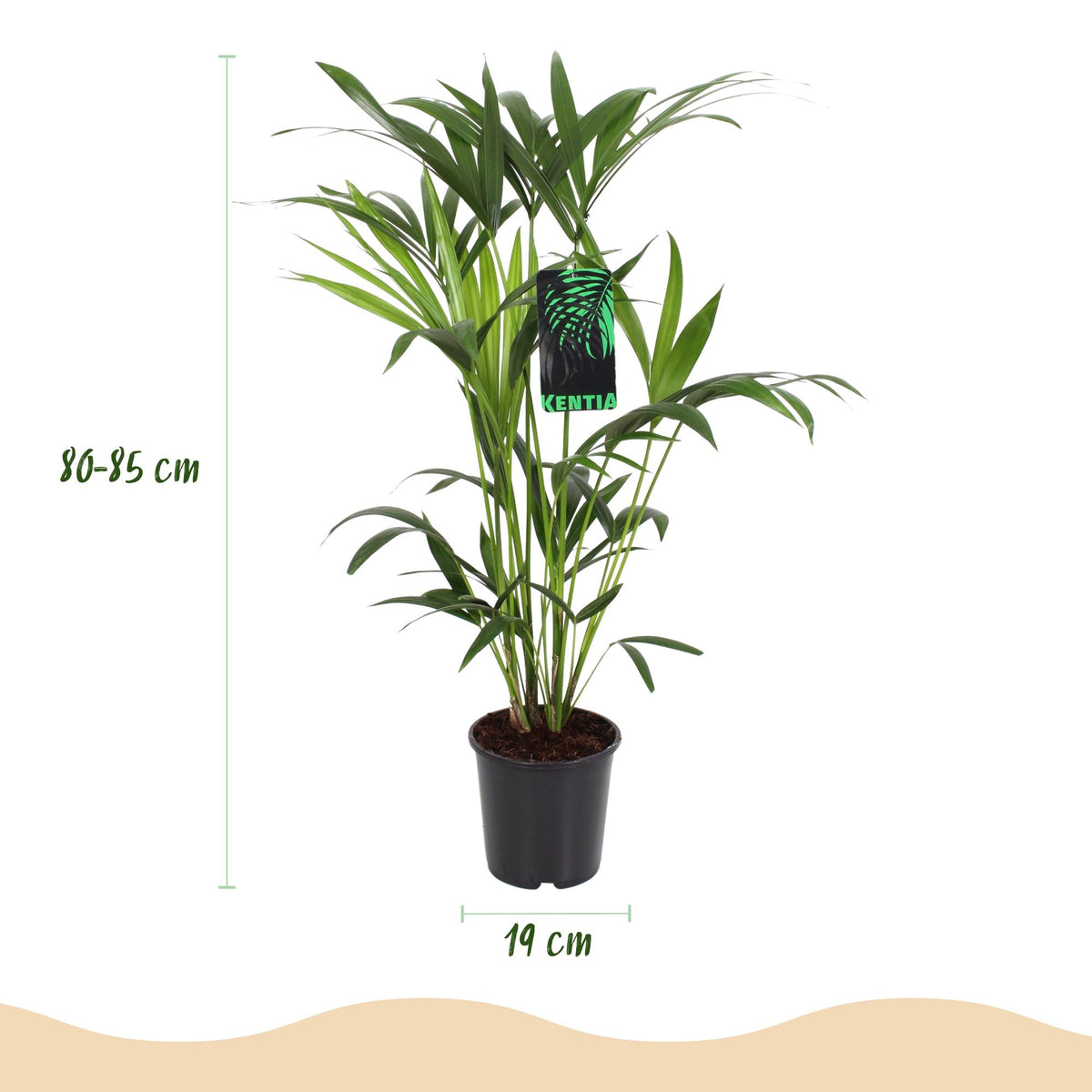 Kentiapalm (Howea forsteriana) 80-85 cm hoog