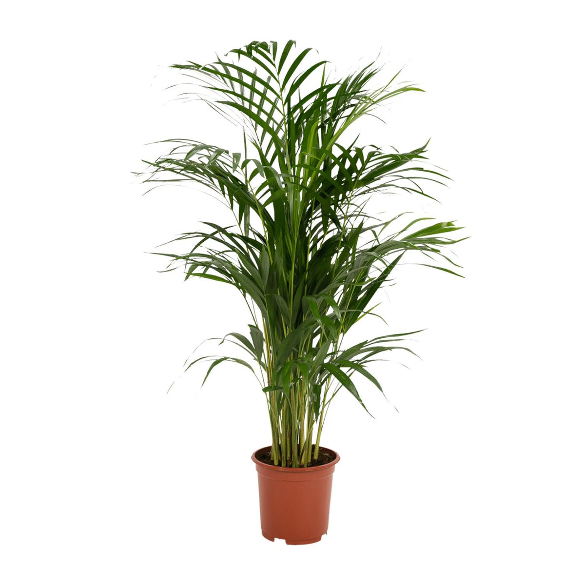 Goudpalm (Dypsis lutescens)