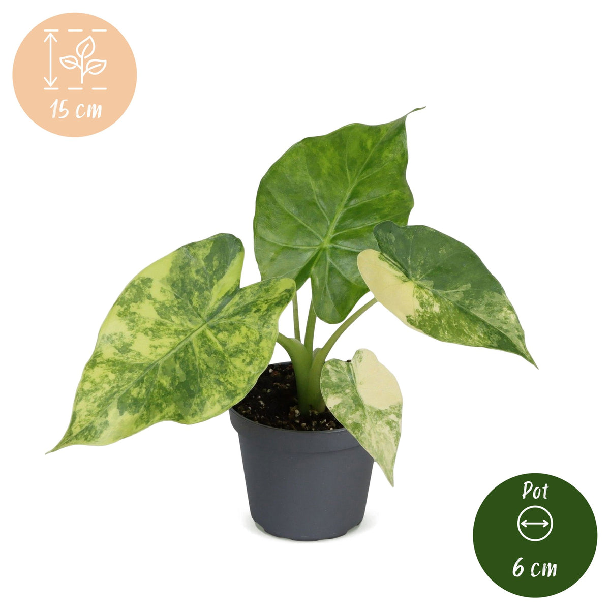 Gyldent elefantøre 15 cm høj, potte ø6 cm