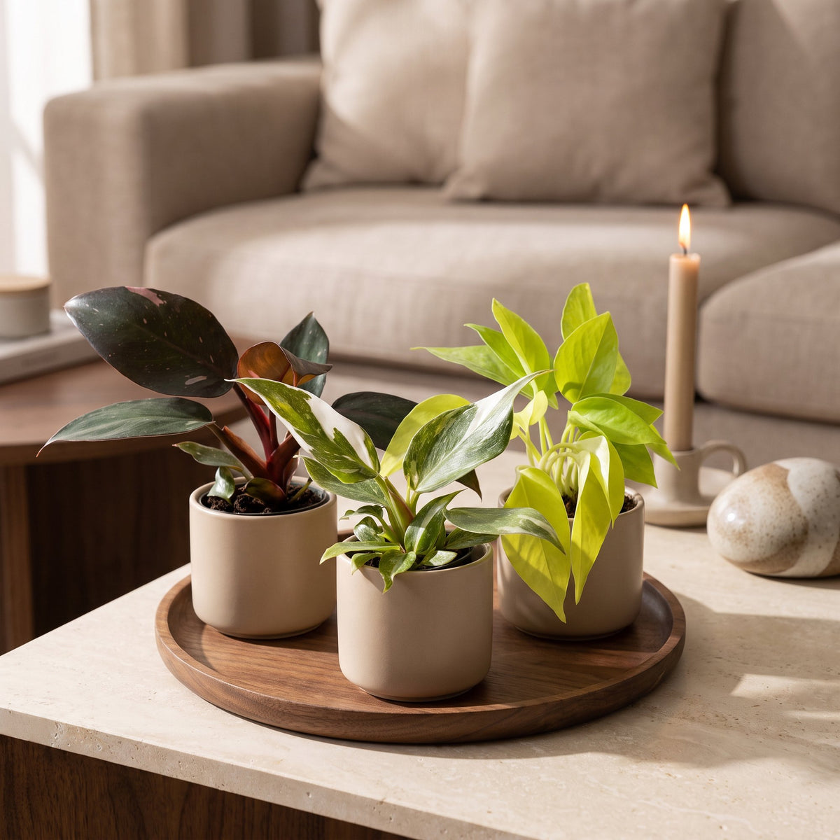 Baby Philodendron Tricolour