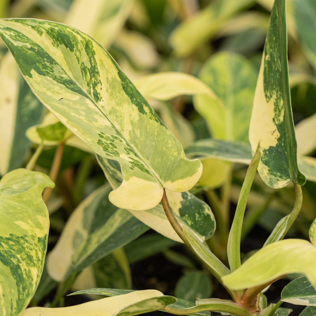 Philodendron 'Florida Beauty' 13 cm høj, potte ø6 cm