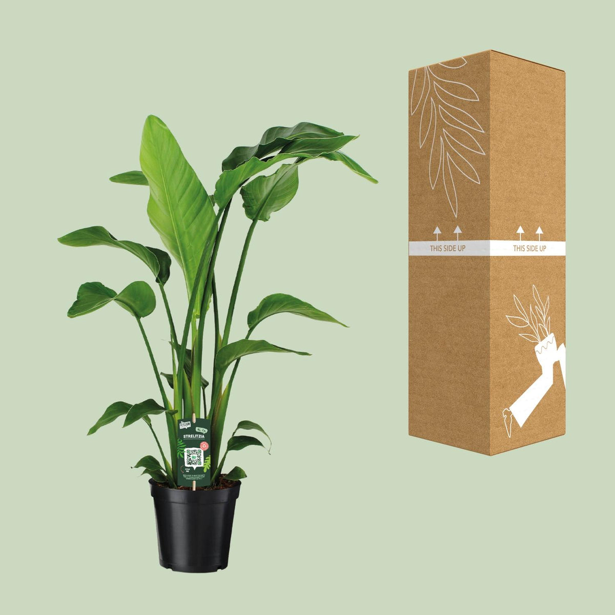 Witte paradijsvogelplant (Strelitzia nicolai)