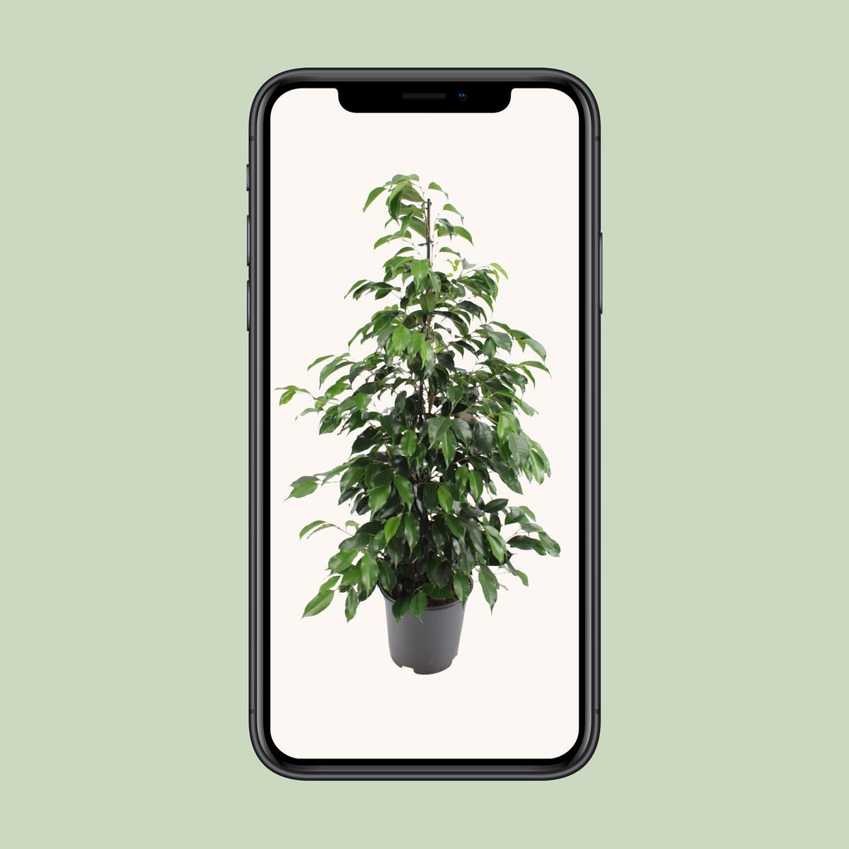Treurvijg (Ficus benjamina 'Danielle')