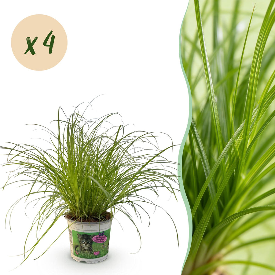 Kattengras mix (4 planten, pot ø12 cm)