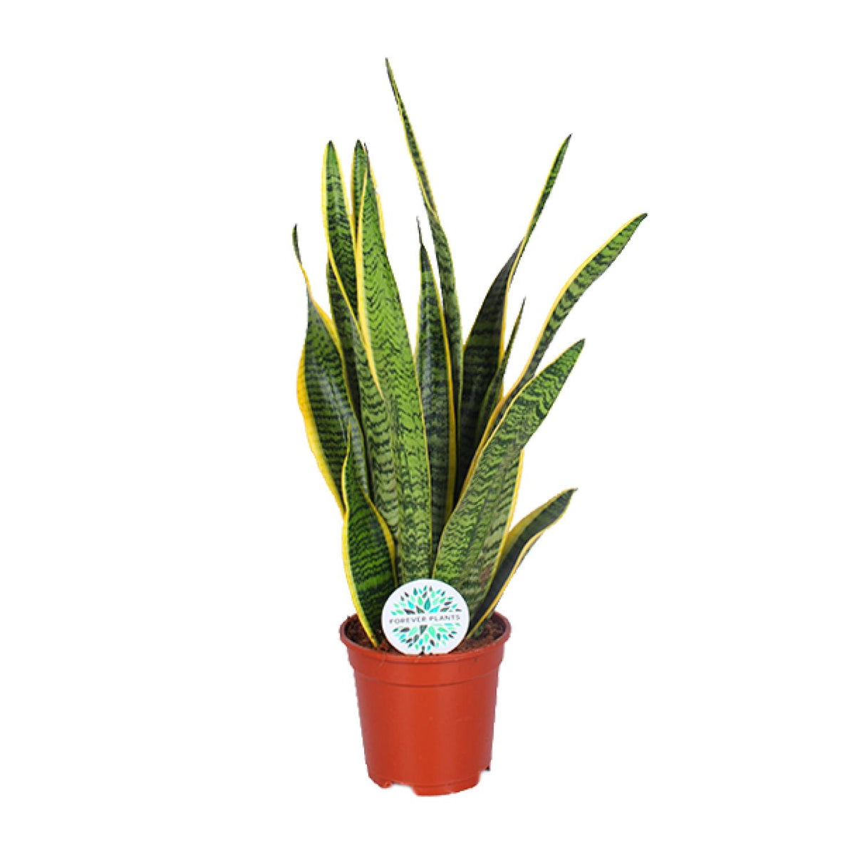 Vrouwentong (Sansevieria trifasciata 'Laurentii')
