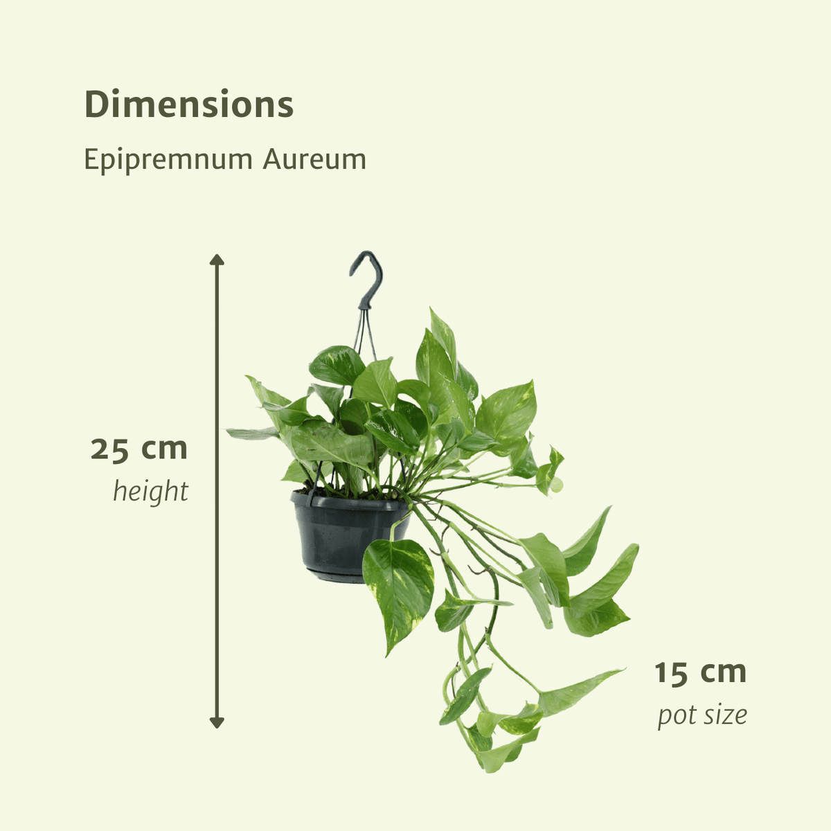 Epipremnum aureum