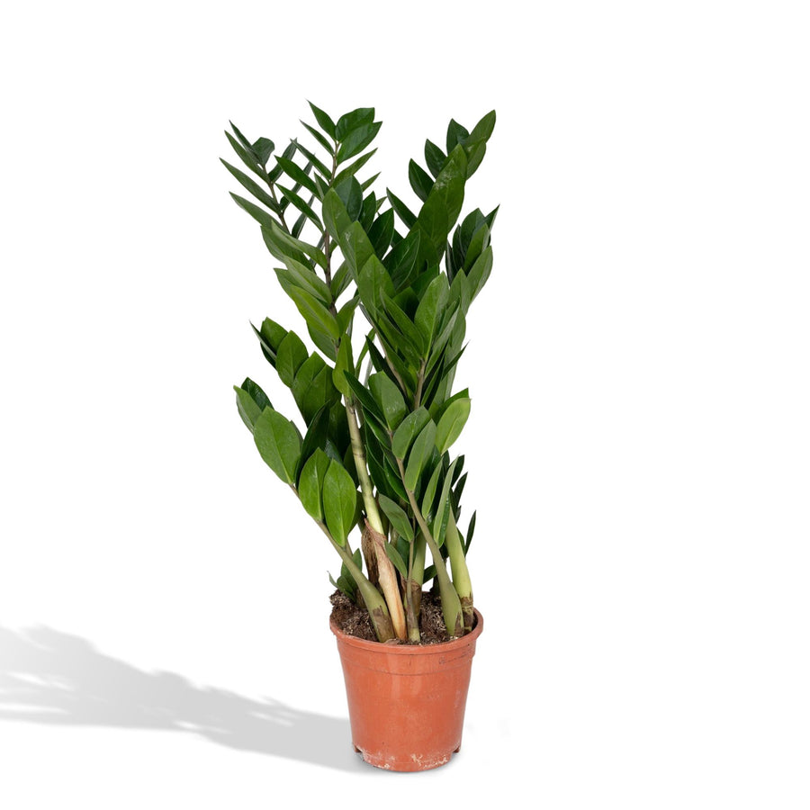 ZZ-plant (Zamioculcas zamiifolia) 70 cm hoog, pot ø17 cm