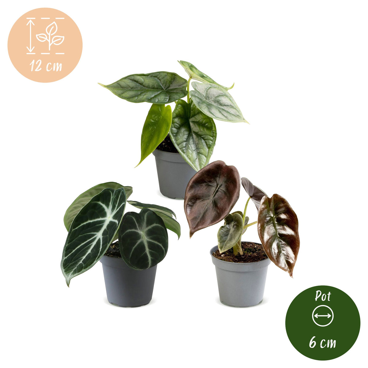 Baby Alocasia Tricolour