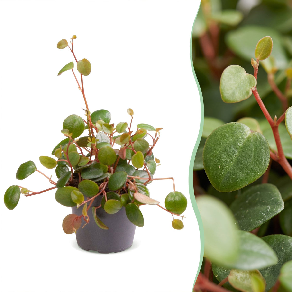 Peperomia 'Pepperspot'