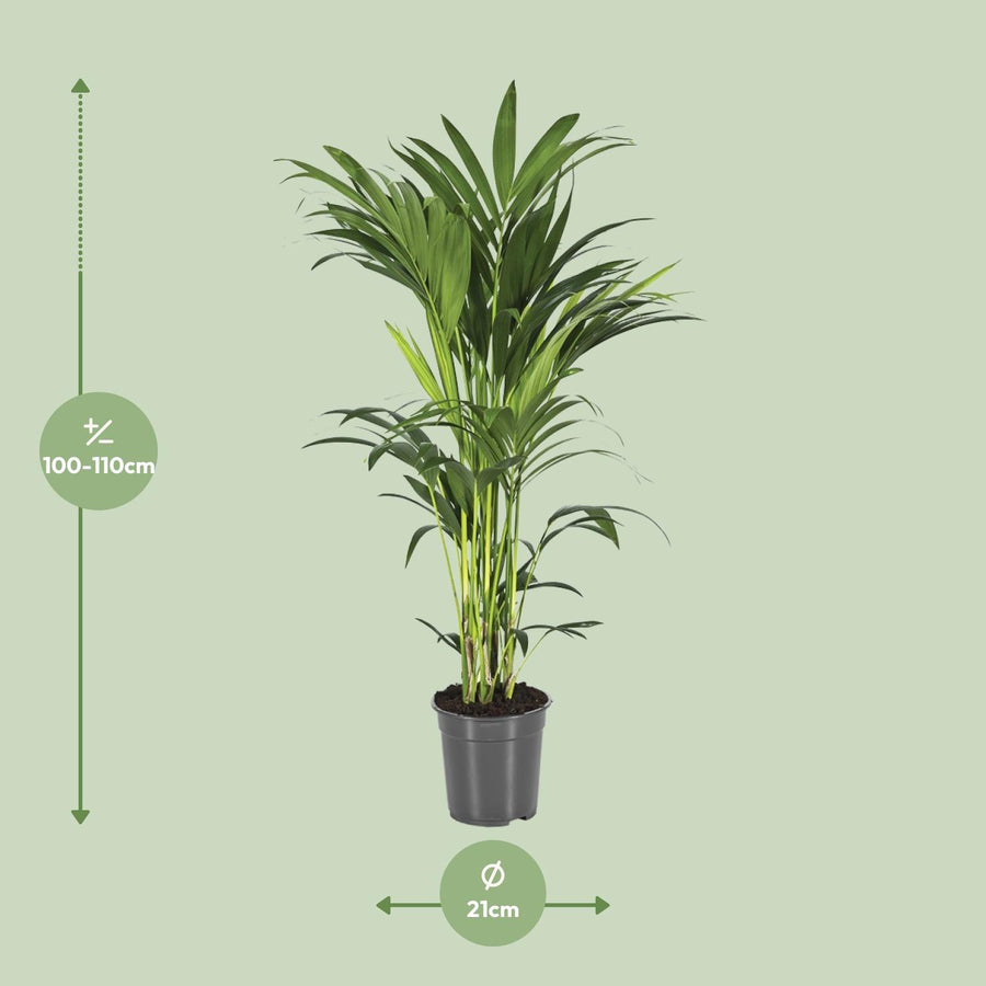 Kentiapalm (Howea forsteriana) 80 cm hoog, pot ø21 cm