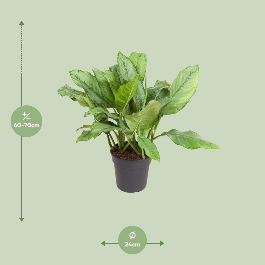 Aglaonema (Aglaonema 'B.J. Freeman') 70 cm høj, potte ø24 cm
