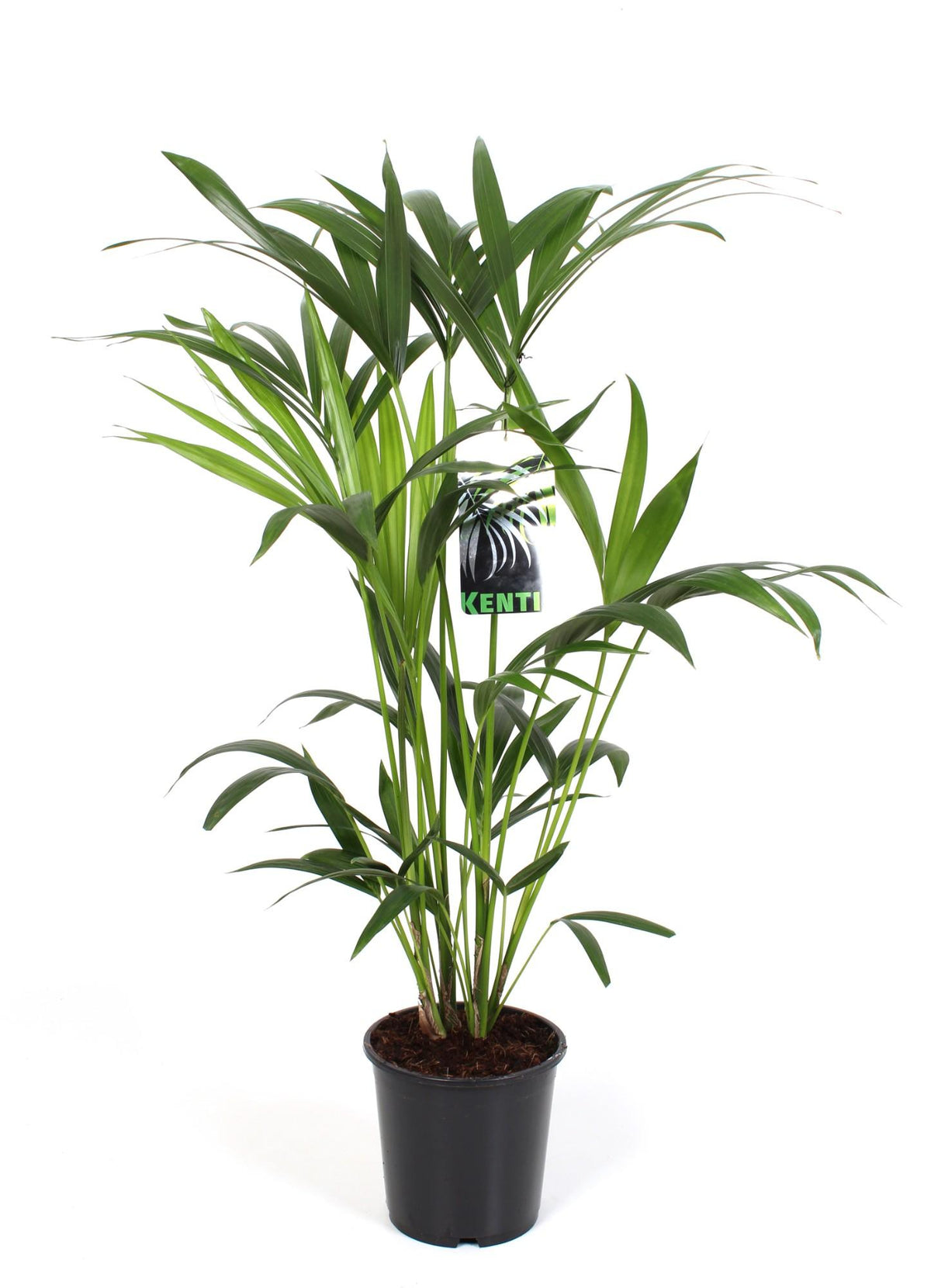 Kentiapalm (Howea forsteriana)