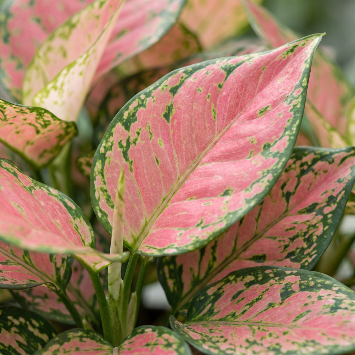 Chinees groen (Aglaonema 'Red Valentine')