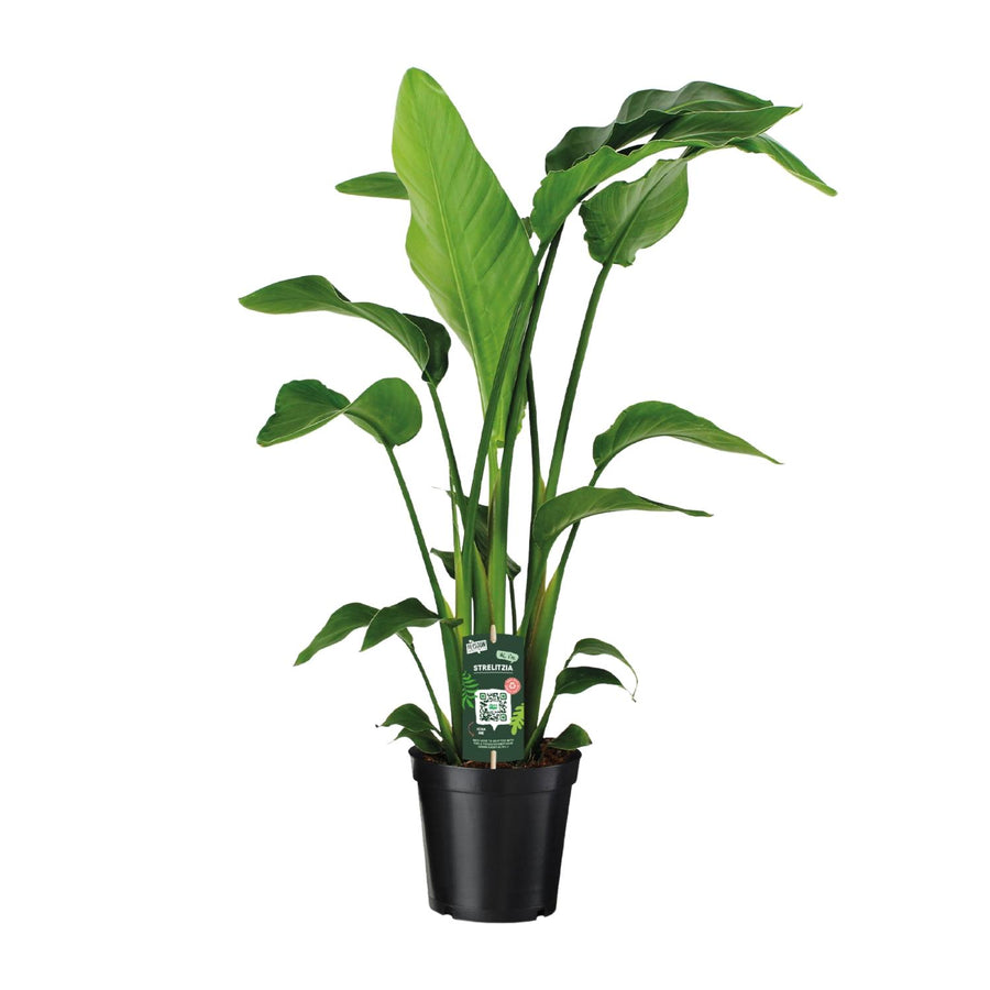 Witte paradijsvogelplant (Strelitzia nicolai) 90 cm hoog, pot ø19 cm