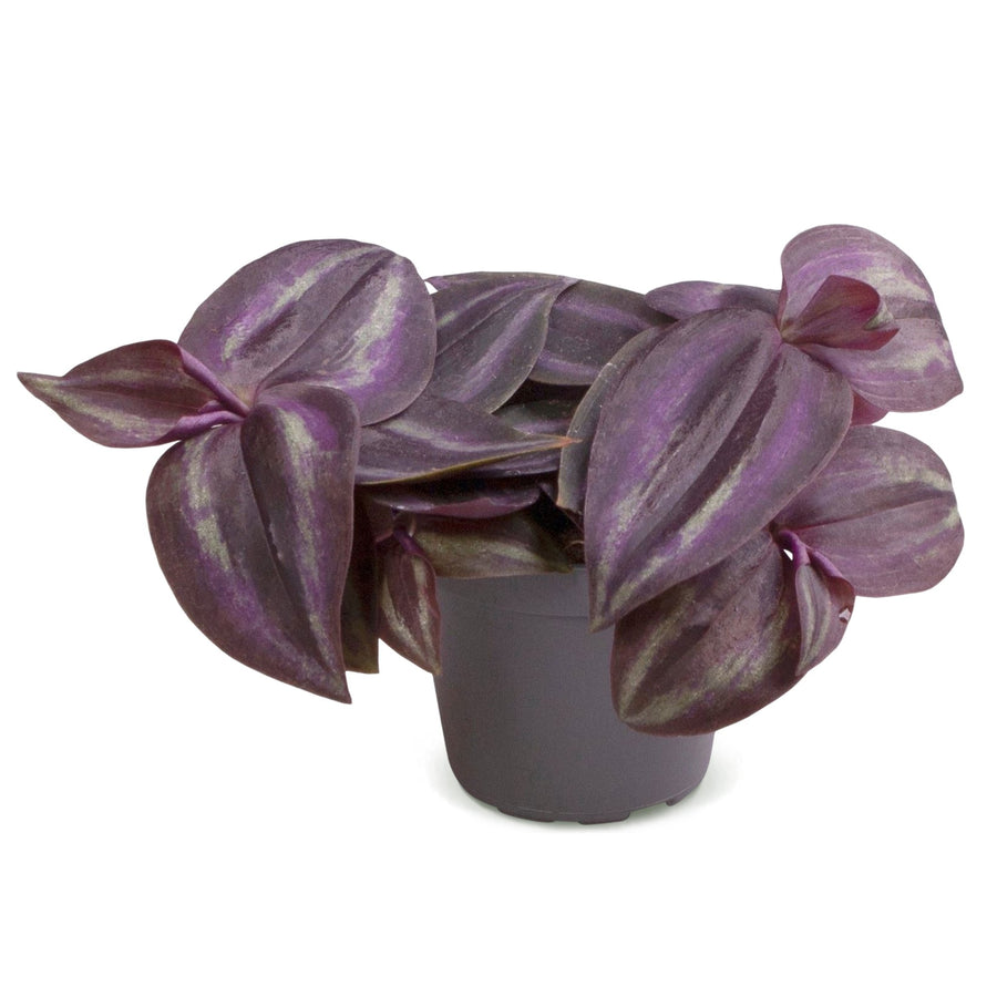 Vaderplant (Tradescantia 'Purple Joy') 5 cm hoog, pot ø6 cm