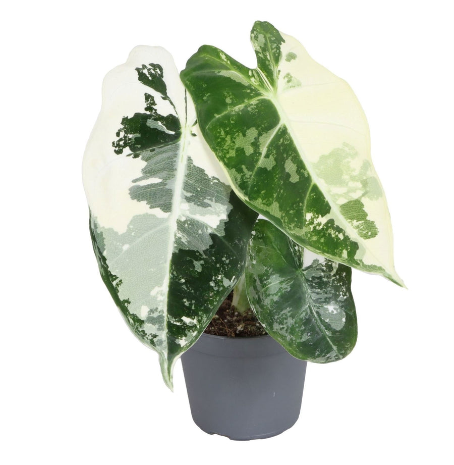 Alocasia micholitziana 'Frydek Variegata' 12 cm hoog, pot ø6 cm