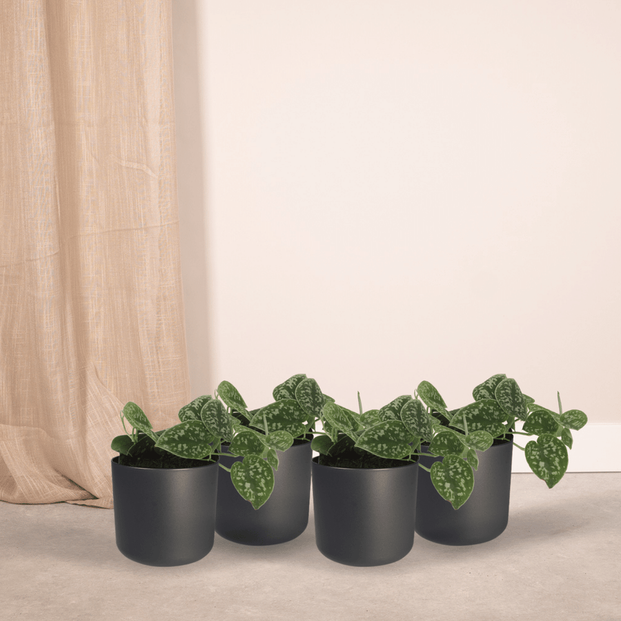 Sølvvin (Scindapsus pictus), 4 planter, potte ø12 cm