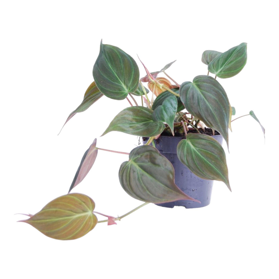 Philodendron hederaceum 'Micans' 20 cm hoog, pot ø12 cm