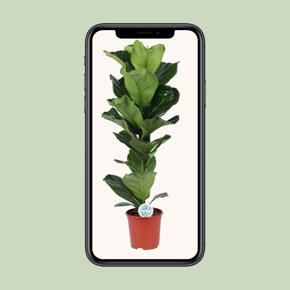 Vioolbladplant (Ficus lyrata)