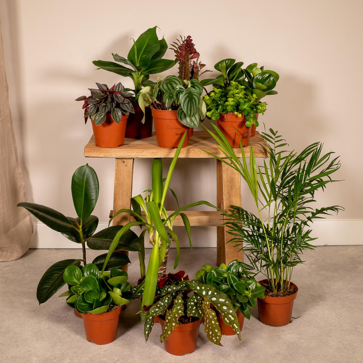 Særlingeboks stueplanter