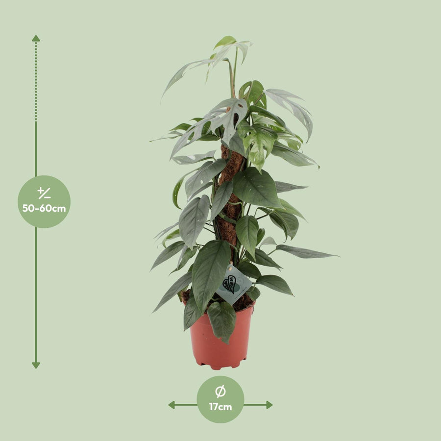 Cebu Blue-guldranke (Epipremnum pinnatum 'Cebu Blue') 60 cm høj, potte ø17 cm