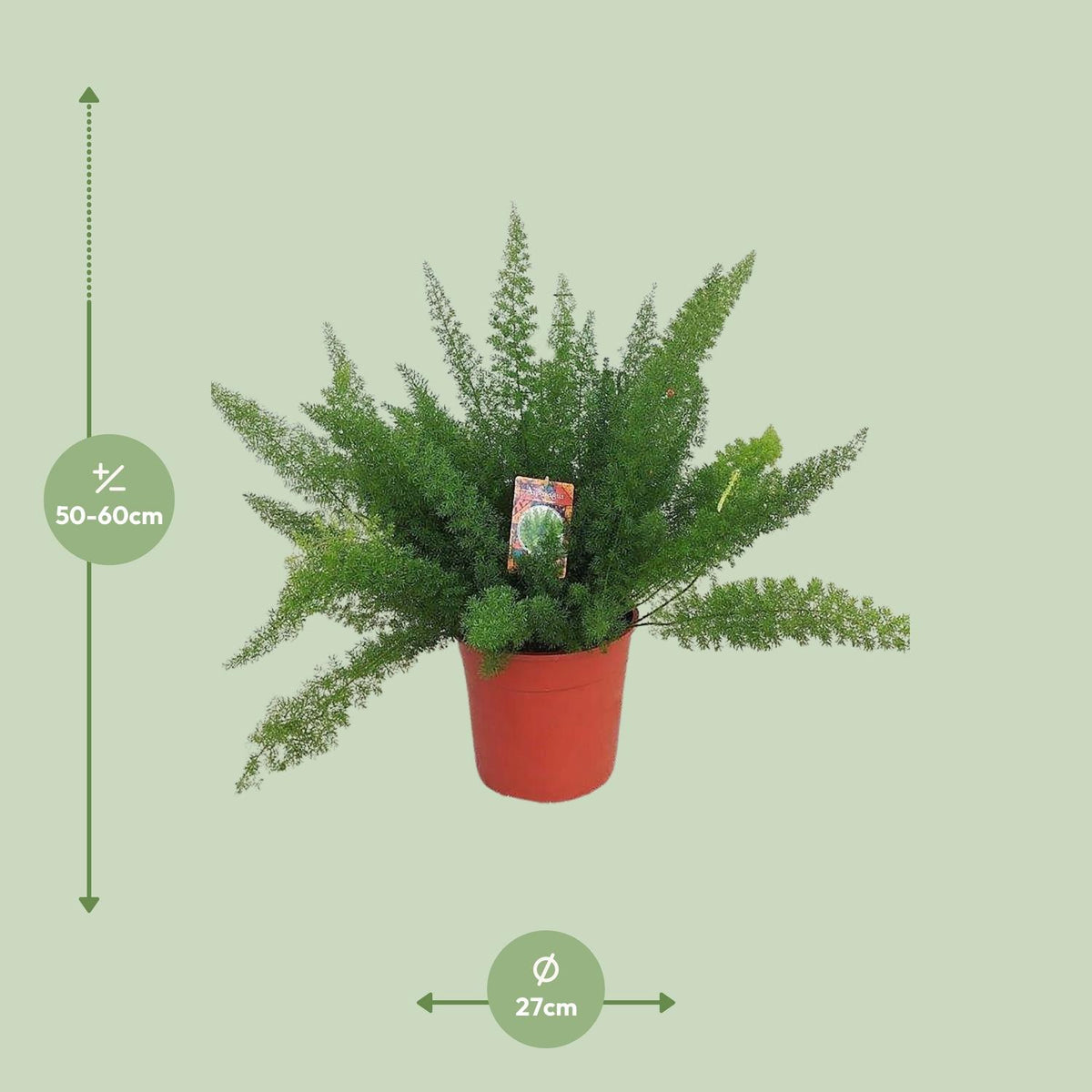 Asparago coda di volpe 60 cm di altezza, vaso ø27 cm