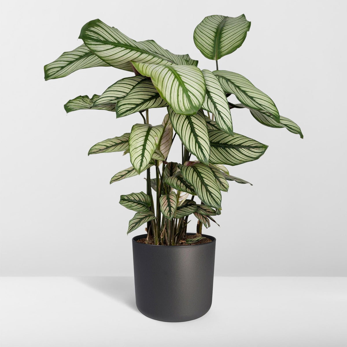 Calatea 50 cm di altezza, vaso ø19 cm