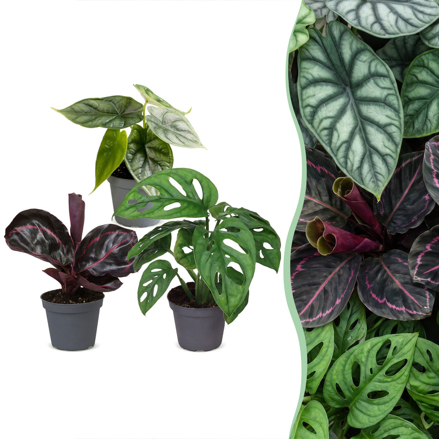 Baby Jungle Mix (3 planten, pot ø6 cm)