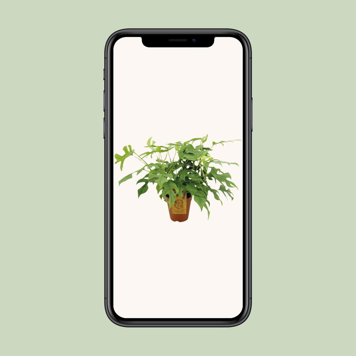 Mini-monstera 40 cm høj, potte ø15 cm