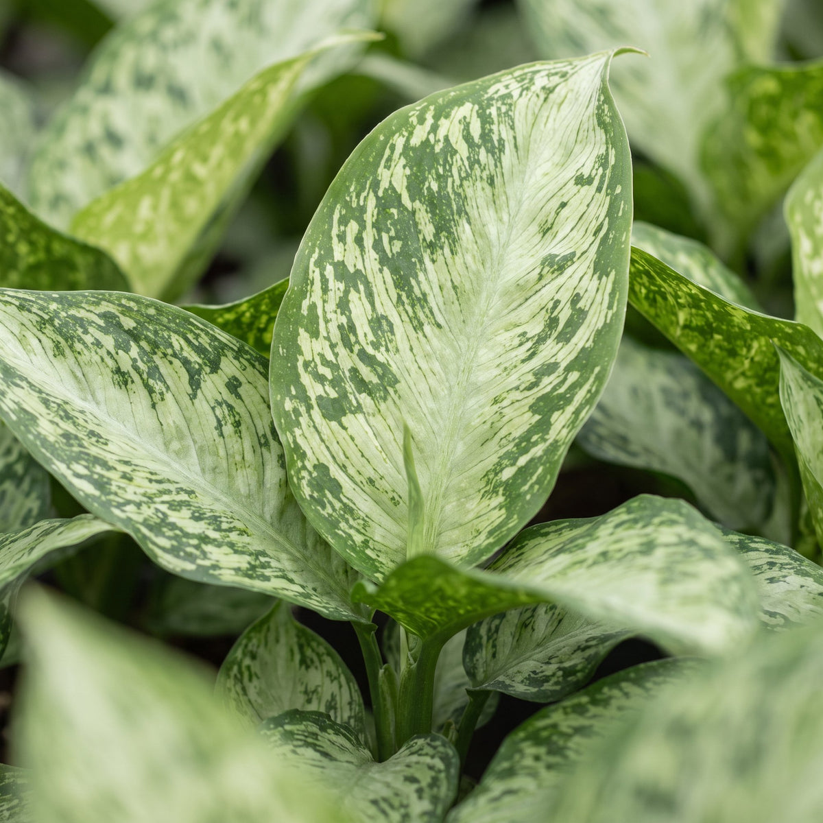 Dieffenbachia 'Snow'