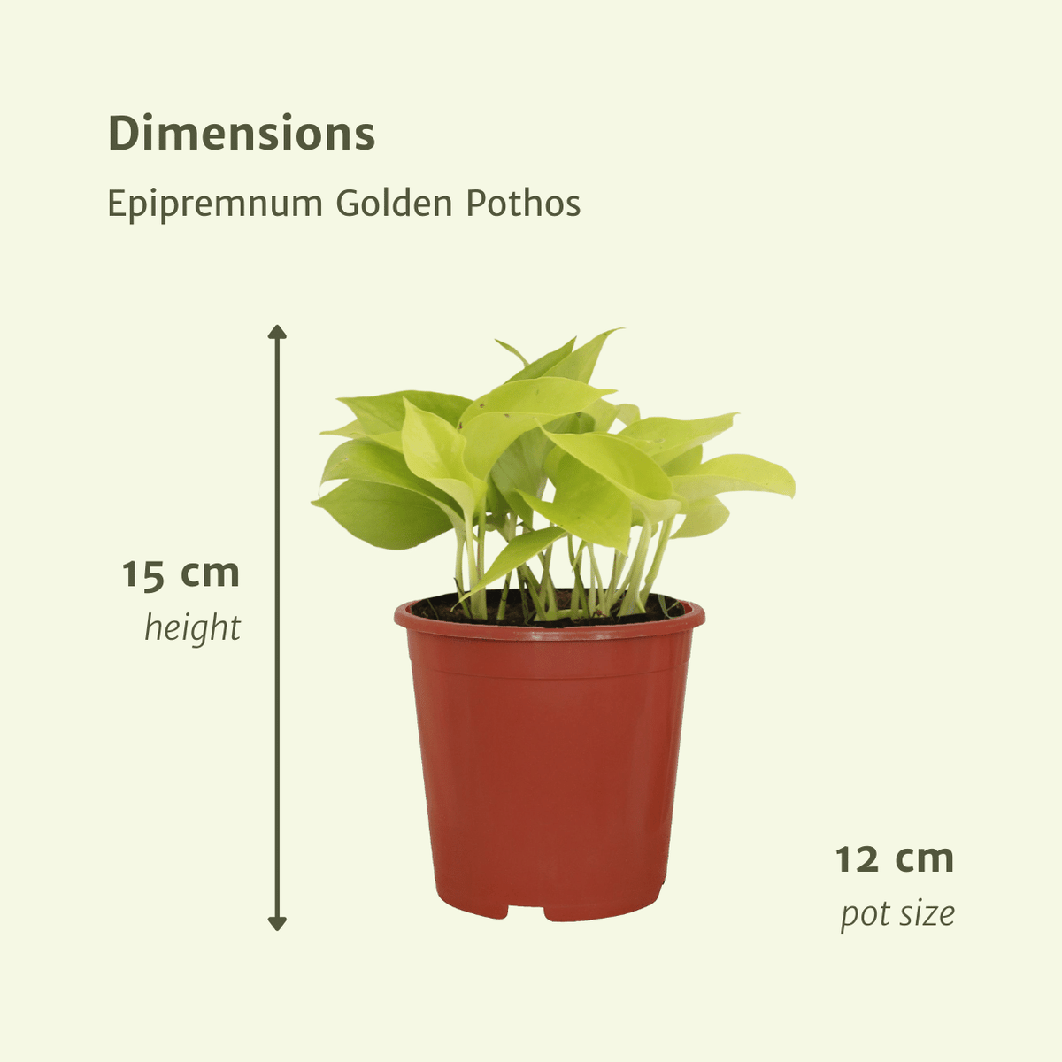 Gouden scindapsus (Epipremnum aureum)