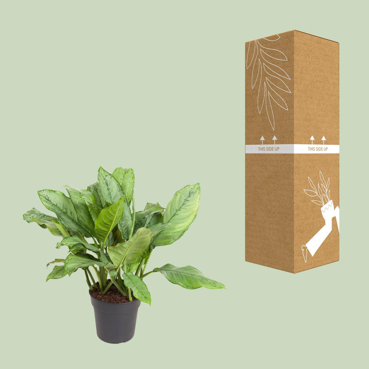 Aglaonema 70 cm høj, potte ø24 cm