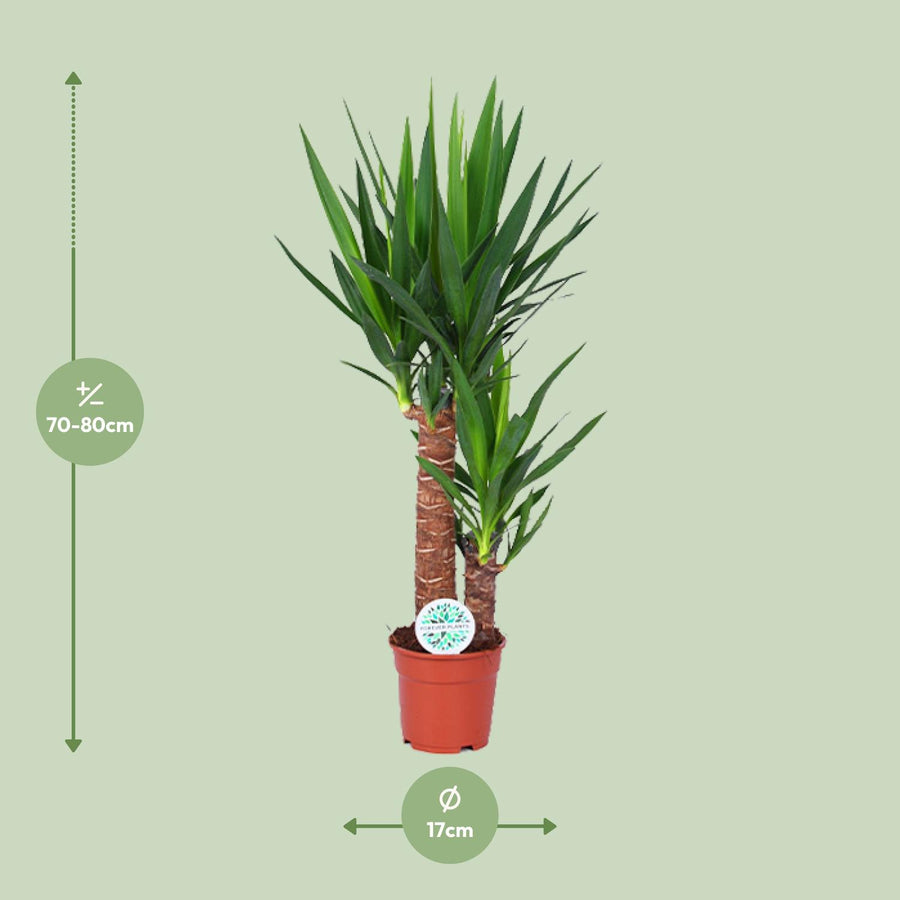 Palmlelie (Yucca elephantipes) 80 cm hoog, pot ø17 cm