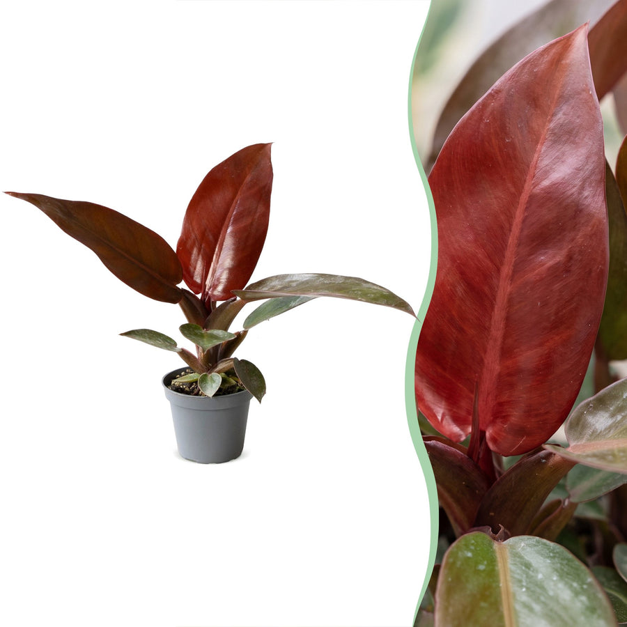 Philodendron 'Sun Red' 10 cm hoog, pot ø6 cm