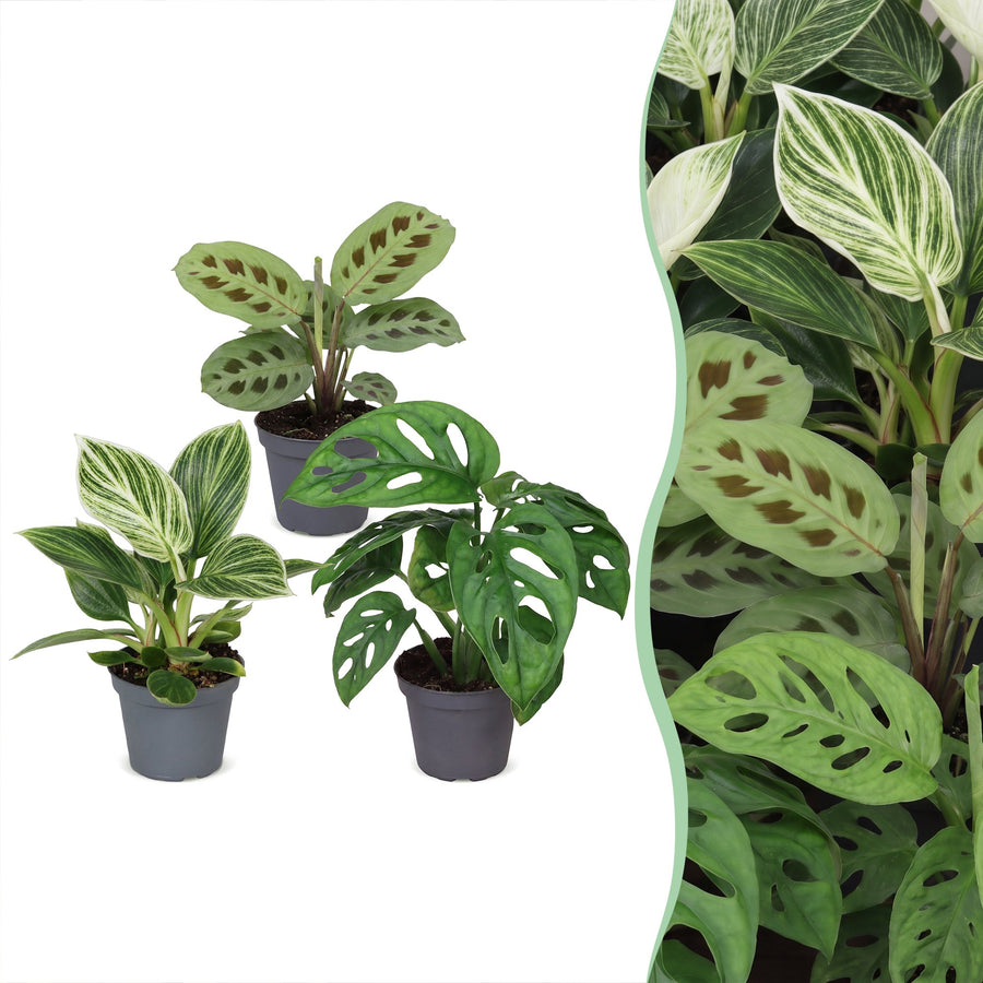 Overraskelsesboks med små planter (3 planter, potte ø6 cm)